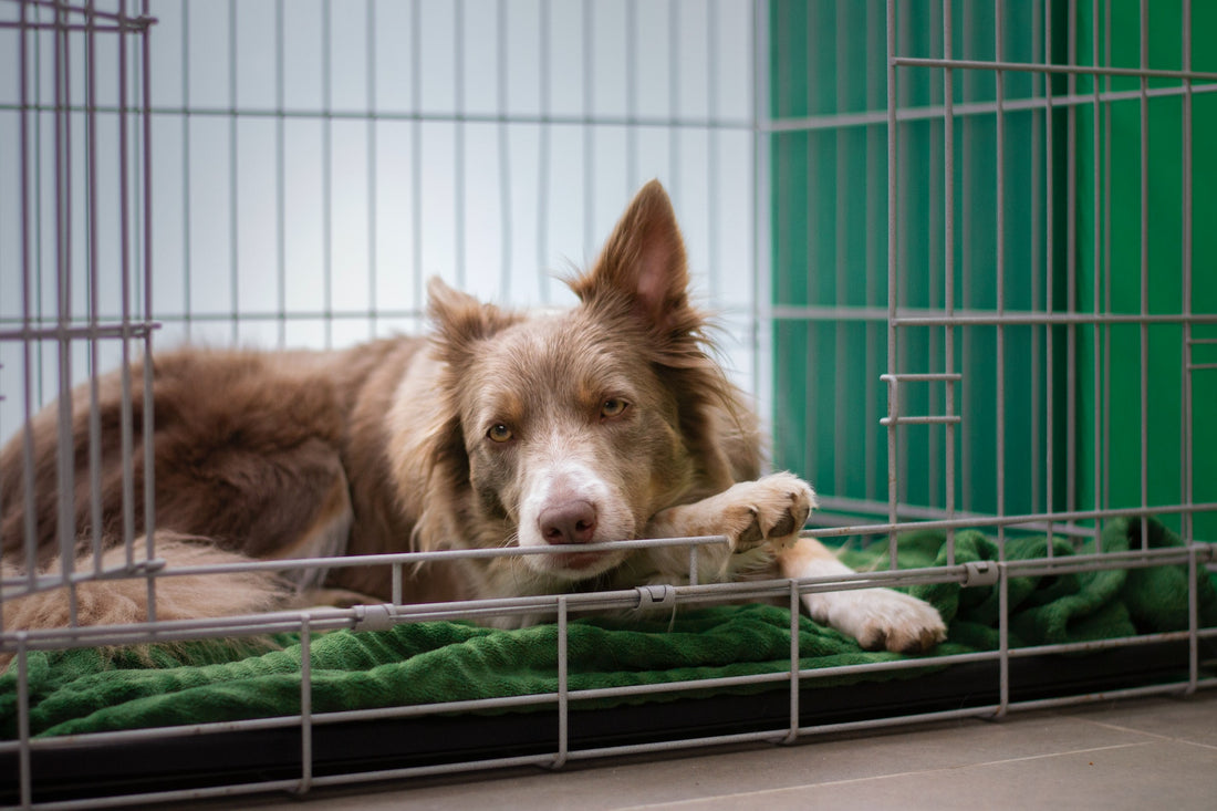 Unveiling the Benefits and Advancements of Dog Crates: A Comprehensive Guide - BestShop