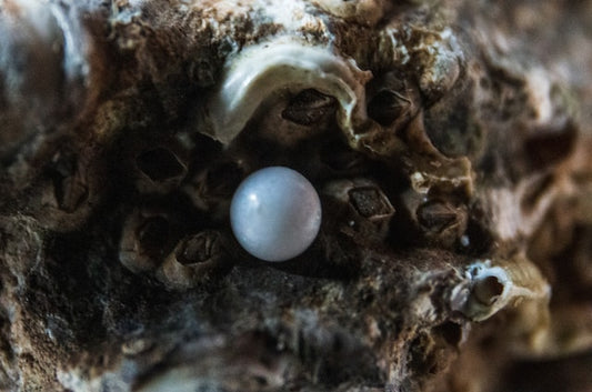 Pearls: The Treasures of the Sea - BestShop