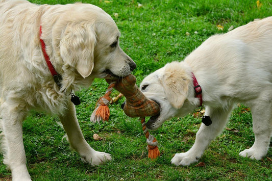 The Best Dog Toys in 2023 - BestShop