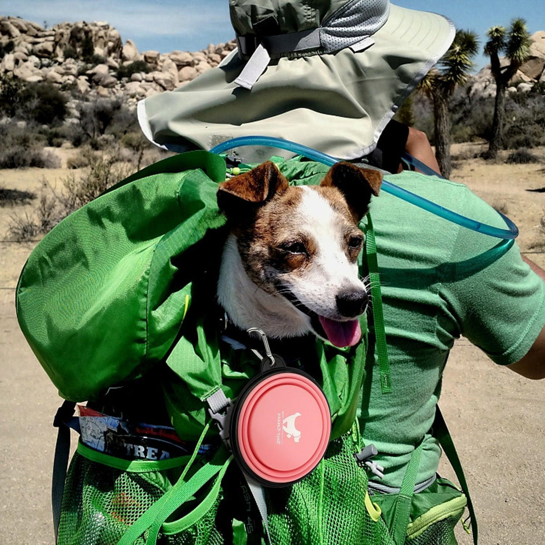 Collapsible Pet Bowls for Travel - BestShop