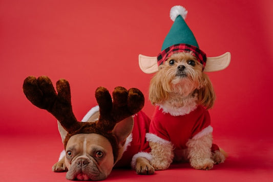 The World of Pet Clothing: Style, Comfort, and Function for Our Beloved Companions - BestShop