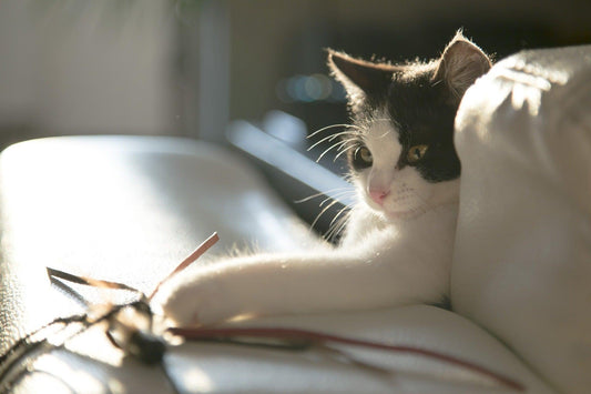 The Best Cat Toys in 2023 - BestShop