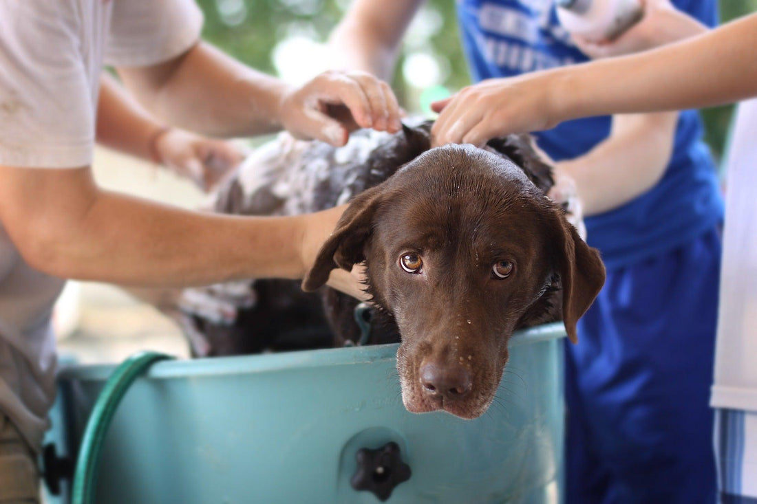 The Best Pet-safe Cleaning Products in 2023 - BestShop