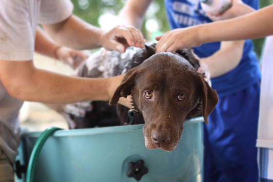 The Best Pet-safe Cleaning Products in 2023 - BestShop
