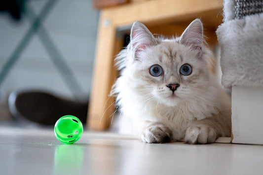 Top 5 Best Toys for Keeping Your Cat Happy and Entertained - BestShop