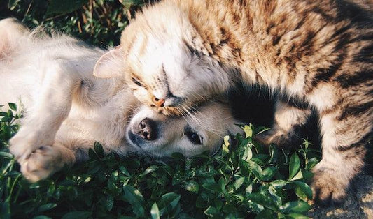 Why pets are important to humans and how to make them happy - BestShop