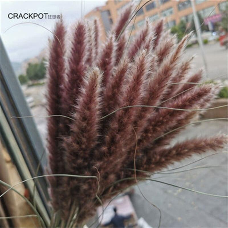 Pampas Grass Decoration - BestShop