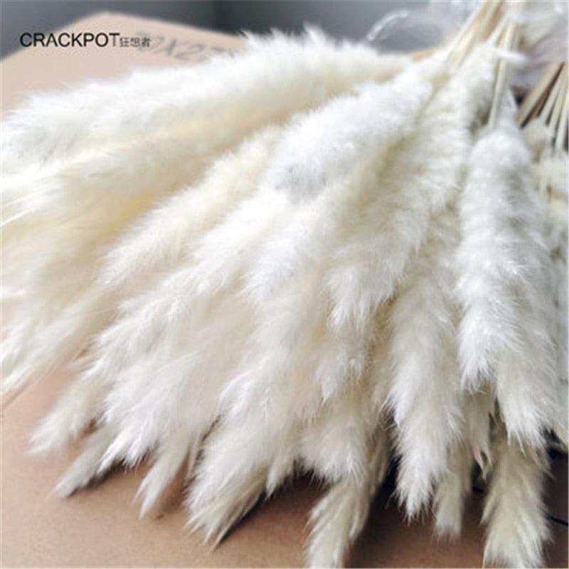 Pampas Grass Decoration - BestShop